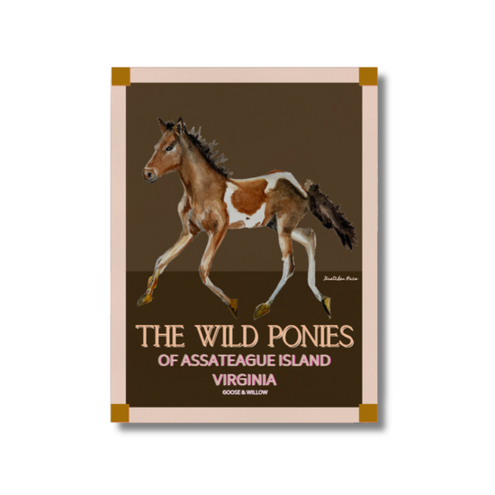 Poster - Assateague Pony on Brown