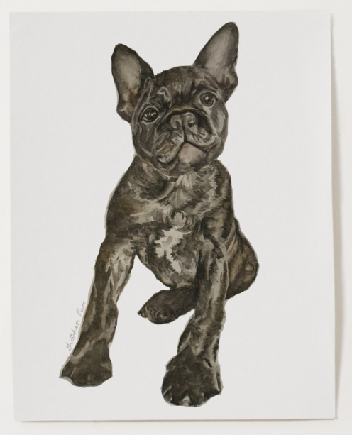Poster - Bulldog on White