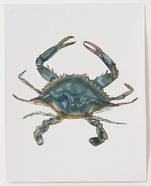 Poster - Crab on White