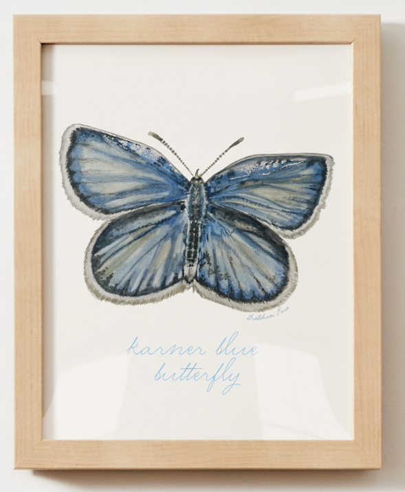 Poster - Butterfly, Karner Blue on White