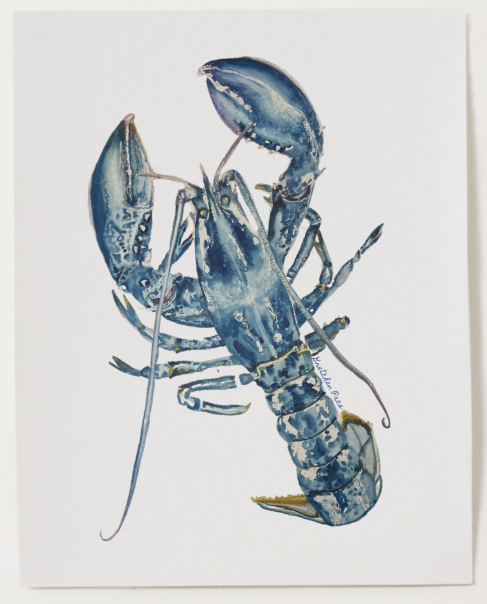 Poster -  Lobster on White