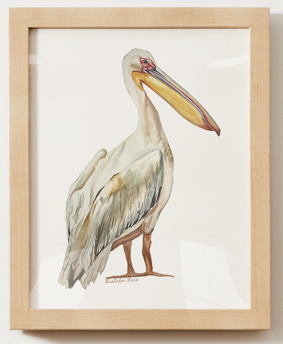 Poster -  Pelican on White