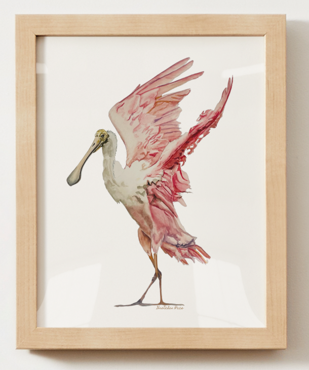 Poster -  Spoonbill on White