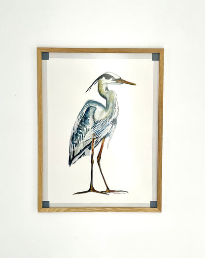 Poster - Great Blue Heron on White