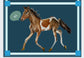 Greeting Card - Chincoteague Pony on Blue